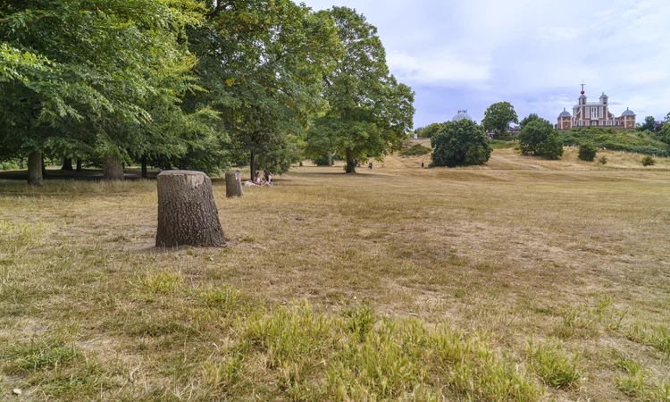 Several stumps remain from damaged trees